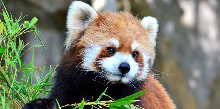 Trop mignon, un bébé panda ne veut plus quitter son soigneur : Femme ...