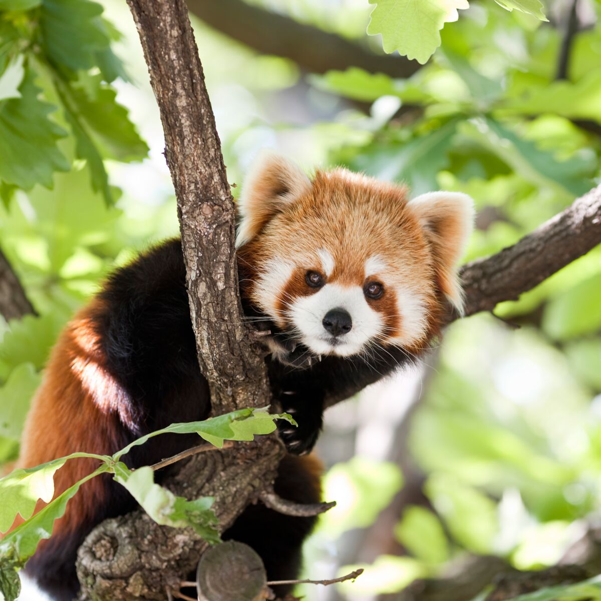 Pandas roux, nouvelles cibles des braconniers en Asie : Femme Actuelle Le  MAG