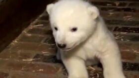 Un Bebe Ours Polaire Est Ne Femme Actuelle Le Mag