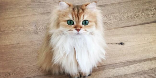 (Photos) Smoothie : le plus beau chat du monde?
