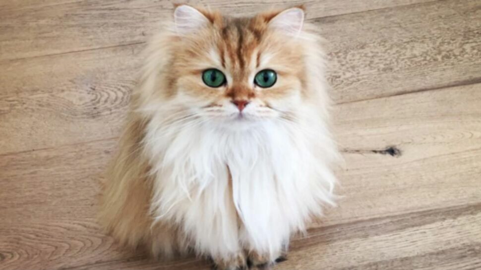 (Photos) Smoothie : le plus beau chat du monde?