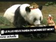 Le plus vieux panda du monde est mort