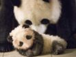 Les premiers pas du bébé panda du Zoo de Beauval