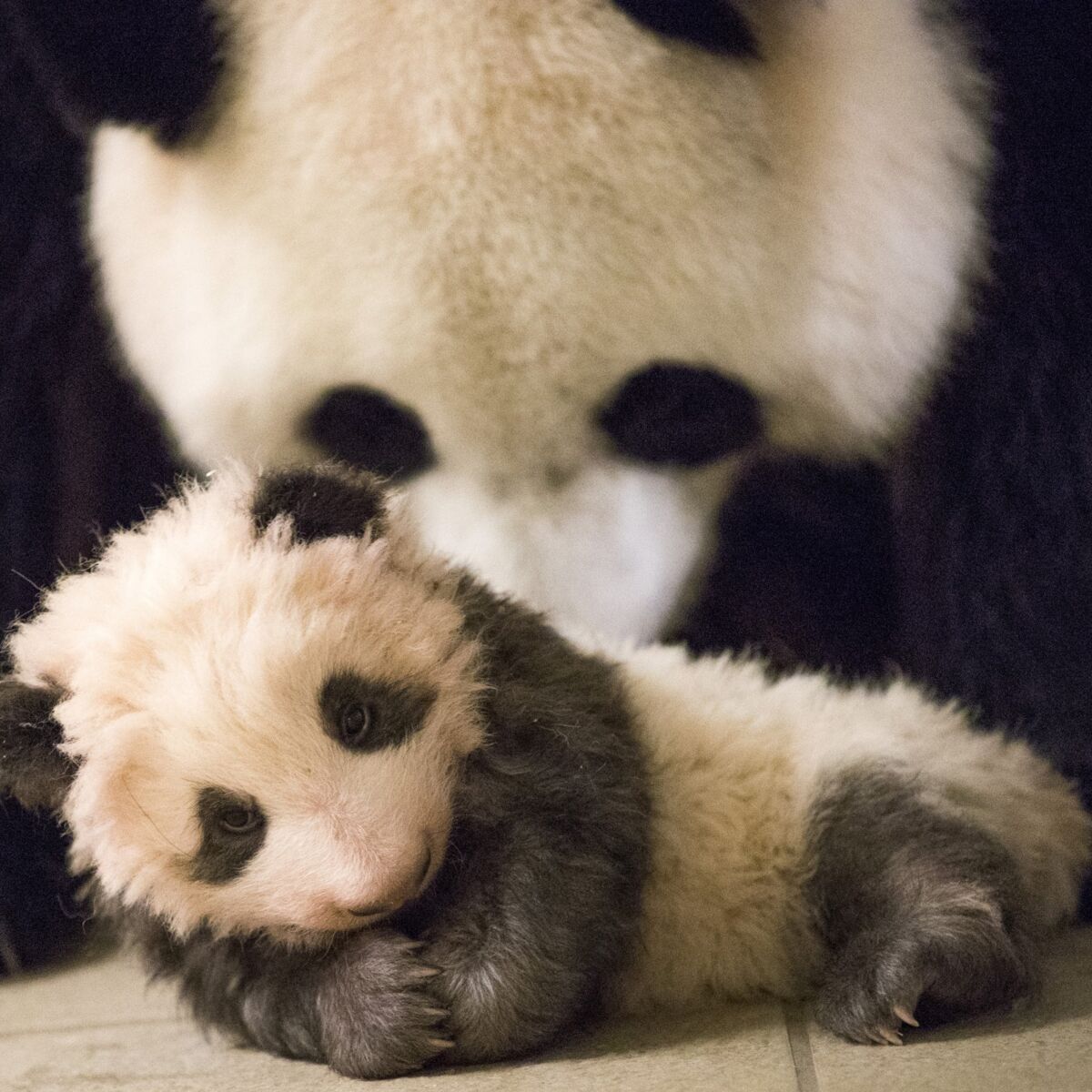 Les Premiers Pas Du Bebe Panda Du Zoo De Beauval Femme Actuelle Le Mag