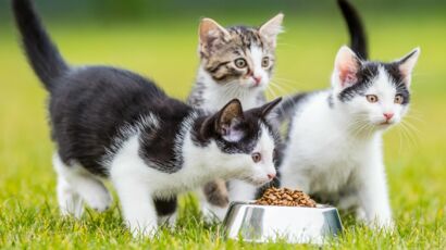 Chat Malade Et Si C Etait Son Alimentation Femme Actuelle Le Mag