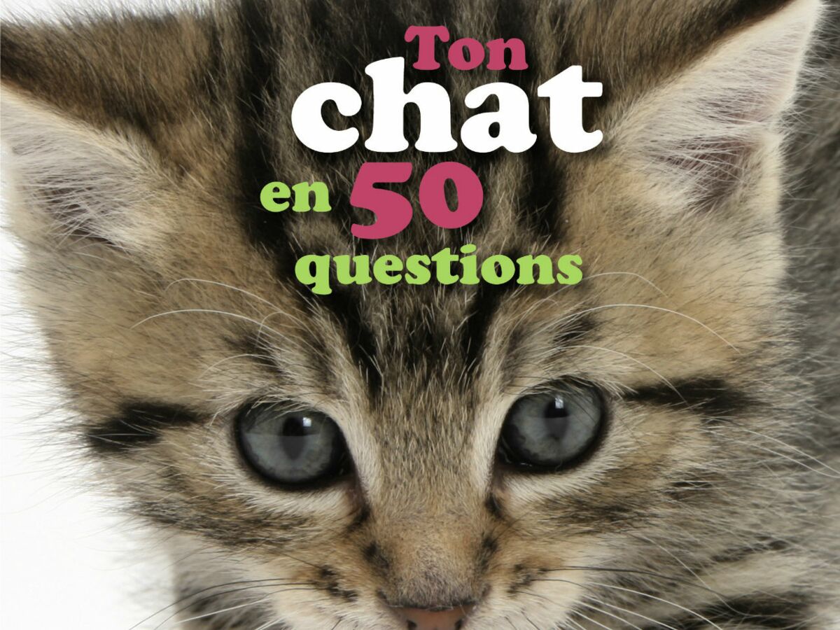 Comment Bien S Occuper De Son Chat Quand On Est Un Enfant Femme Actuelle Le Mag