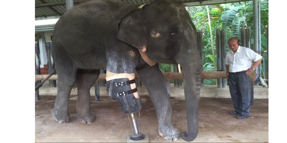 Un éléphant reçoit une patte artificielle pour se déplacer à nouveau