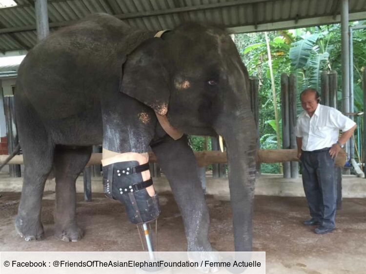 Thaïlande : Un bébé éléphant reçoit une prothèse sur mesure après