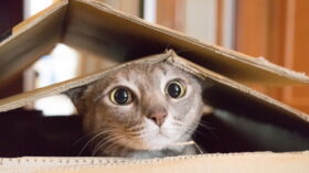 Le Sweat Shirt Pour Emmener Son Chat Partout Femme Actuelle Le Mag Le Sweat Shirt Pour Emmener Son Chat Partout Femme Actuelle Le Mag