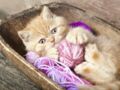Tricoter pour les chats de la SPA