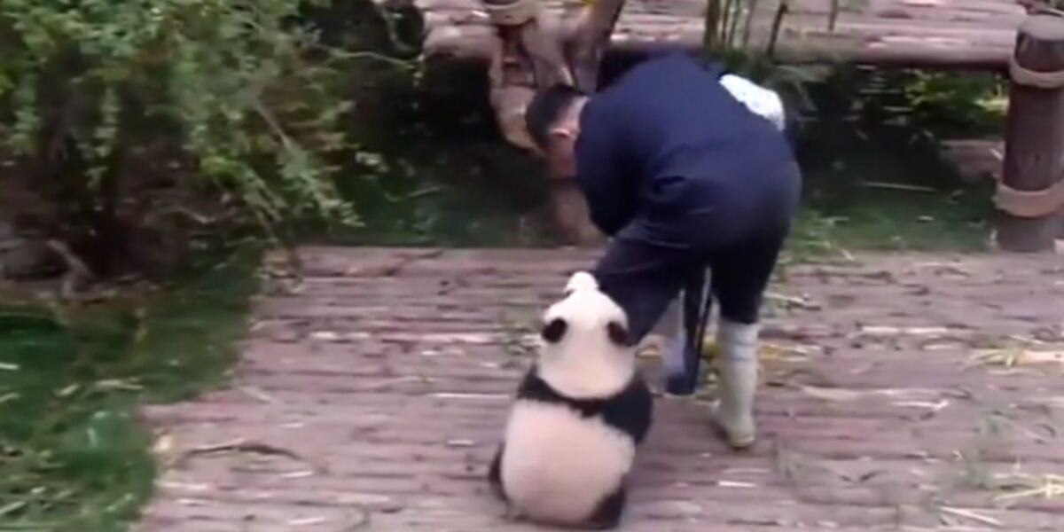 Trop Mignon Un Bebe Panda Ne Veut Plus Quitter Son Soigneur Femme Actuelle Le Mag