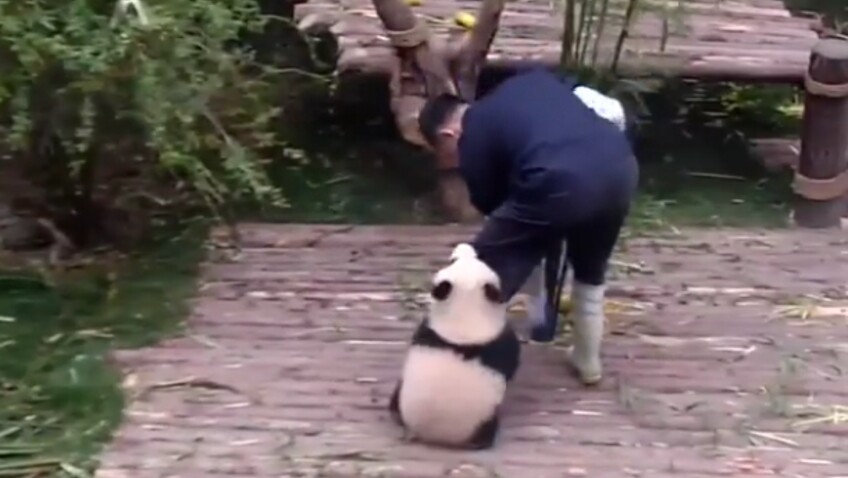 Trop Mignon Un Bebe Panda Ne Veut Plus Quitter Son Soigneur Femme Actuelle Le Mag