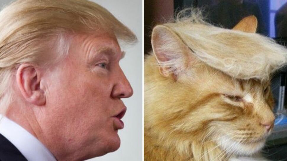Trumpyourcat : les chats aux coiffures de Donald Trump