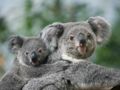 Un bébé koala au zoo de Beauval