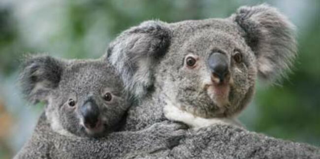 Un bébé koala au zoo de Beauval