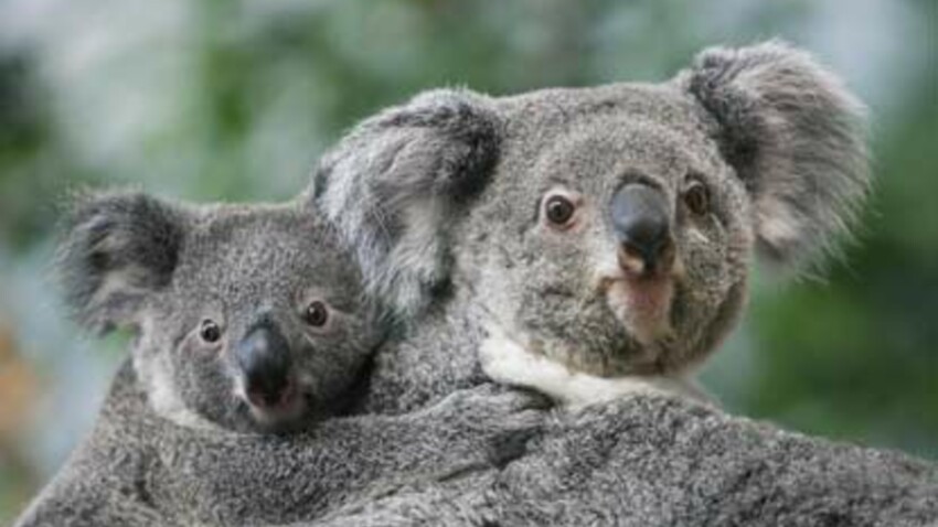 Un Bebe Koala Au Zoo De Beauval Femme Actuelle Le Mag