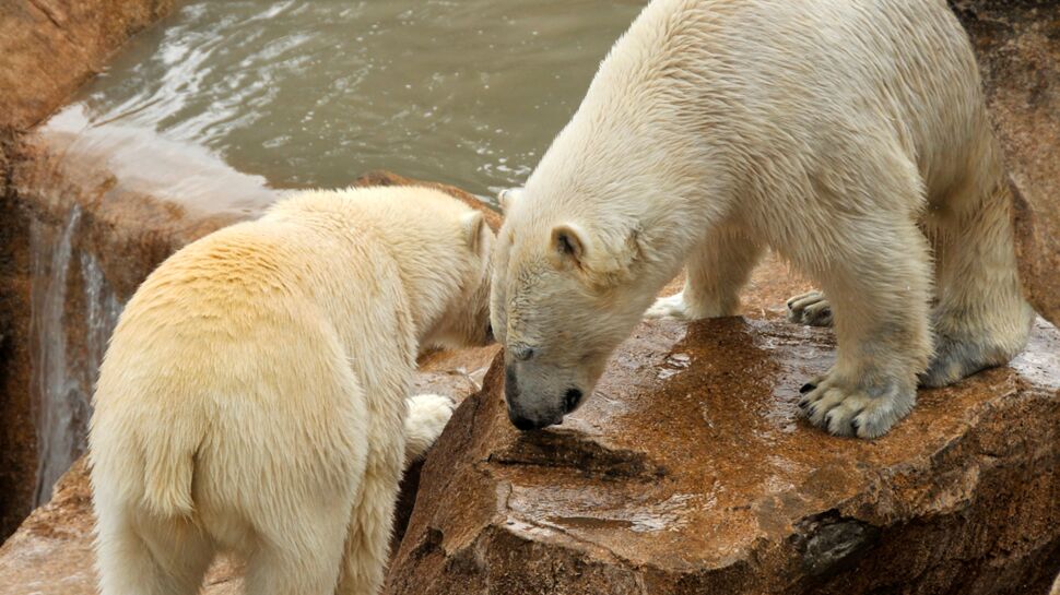 Un bébé ours polaire est né !