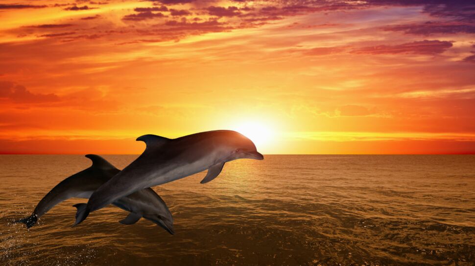 Ségolène Royal fait signer un décret améliorant les conditions de vie des dauphins en captivité