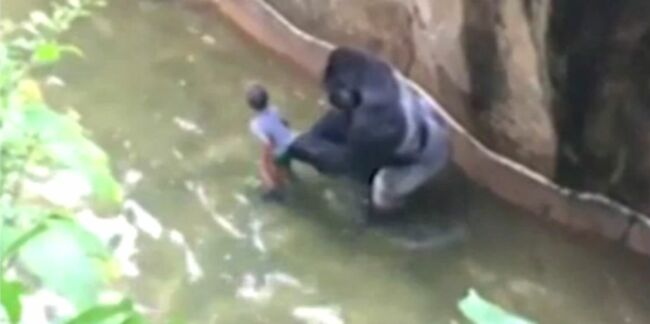 Un enfant mal surveillé provoque la mort d'un gorille