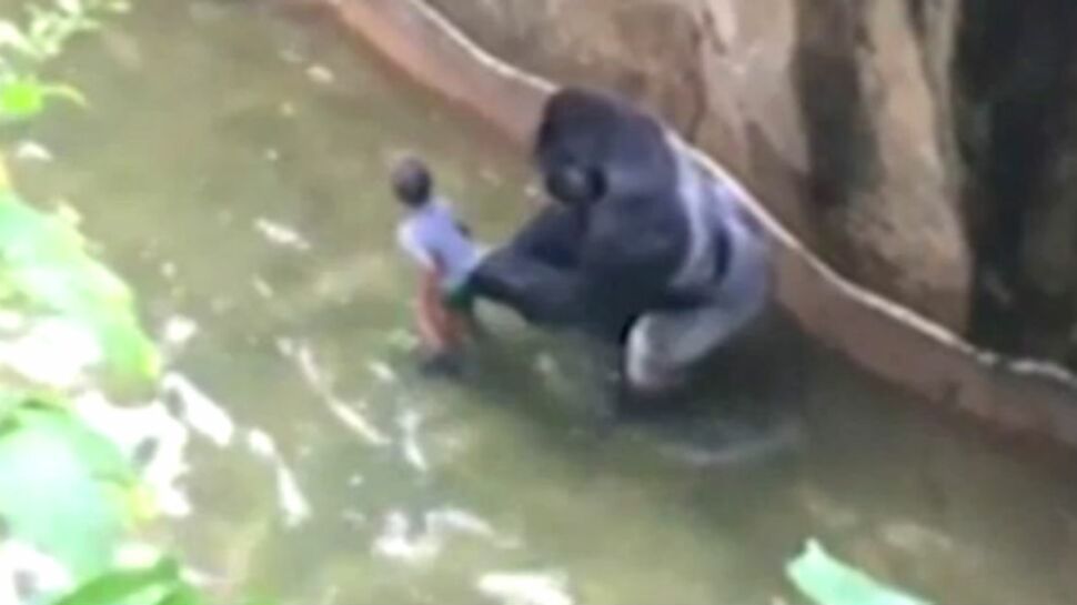 Un enfant mal surveillé provoque la mort d'un gorille