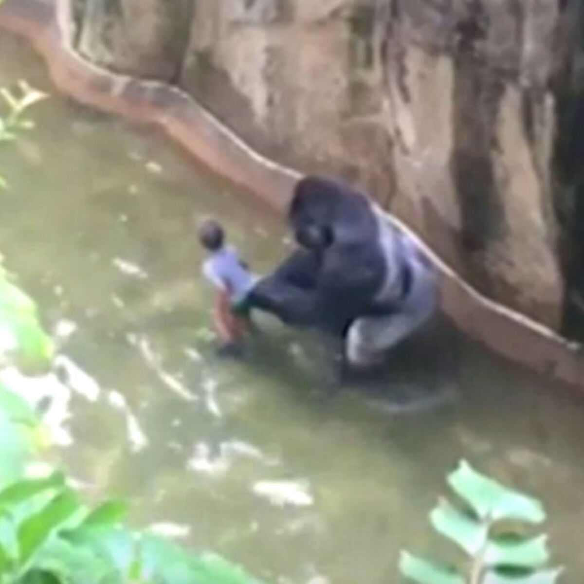 Un Enfant Mal Surveille Provoque La Mort D Un Gorille Femme Actuelle Le Mag Un Enfant Mal Surveille Provoque La Mort D Un Gorille Femme Actuelle Le Mag