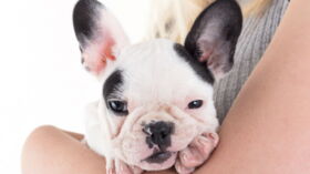 rencontres entre amoureux des animaux