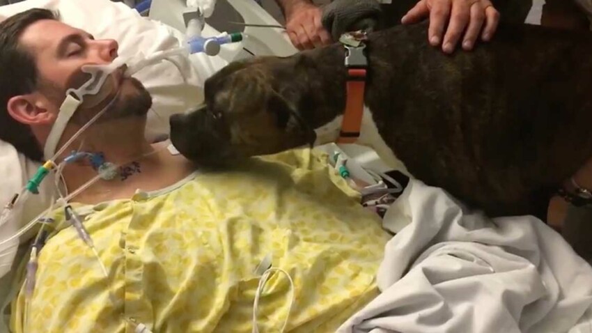 VIDEO u2013 Un chien dit adieu � son ma�tre mourant dans un h�pital 