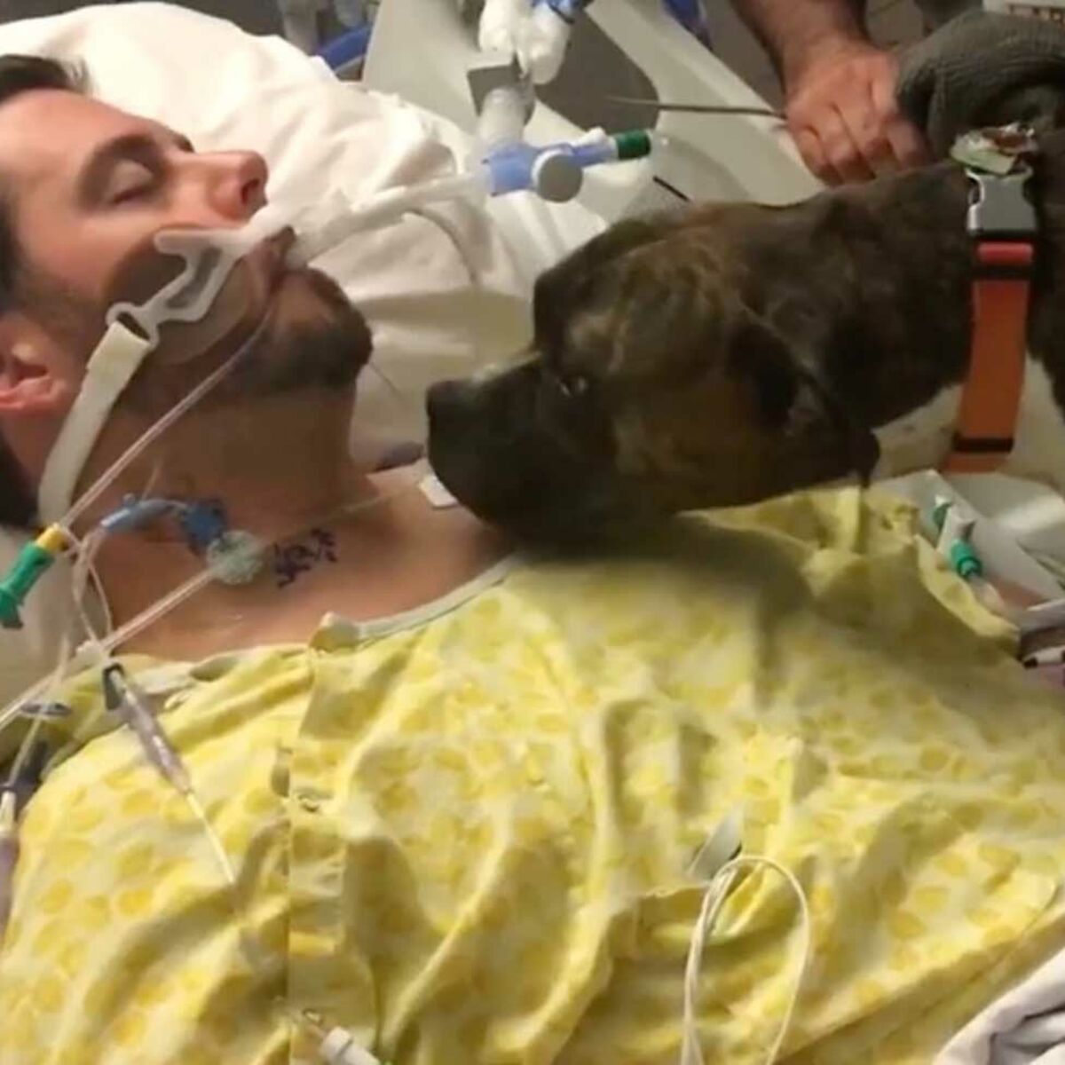 VIDEO u2013 Un chien dit adieu à son maître mourant dans un hôpital 