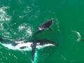 VIDEO - Quand deux baleines dansent avec un dauphin
