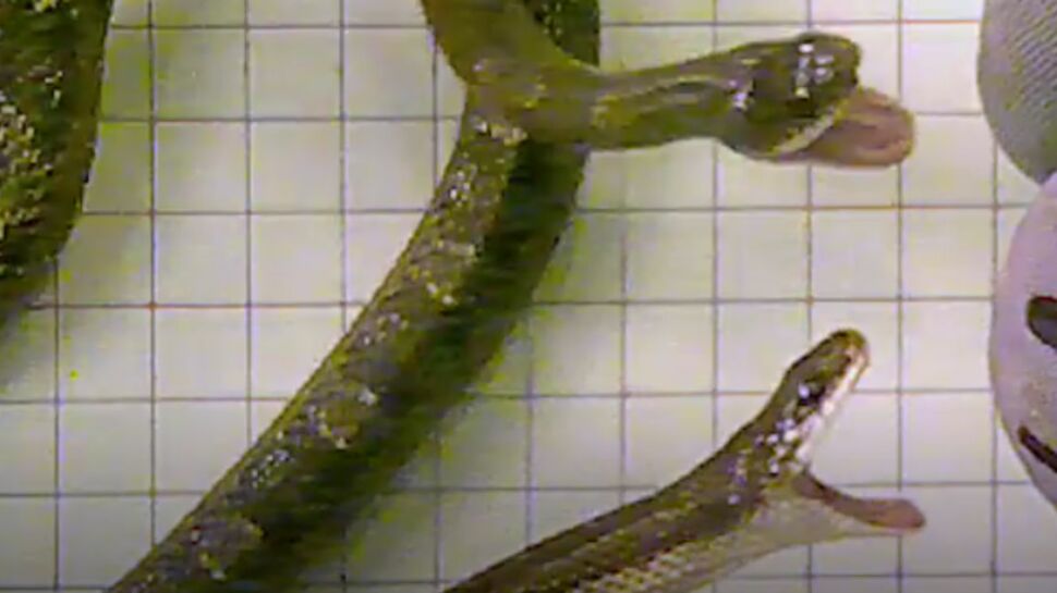 (VIDEO) Quel serpent attaque le plus vite?