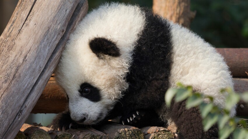 Video Un Employe De Zoo Se Deguise En Panda Pour S Occuper Des Bebes Femme Actuelle Le Mag