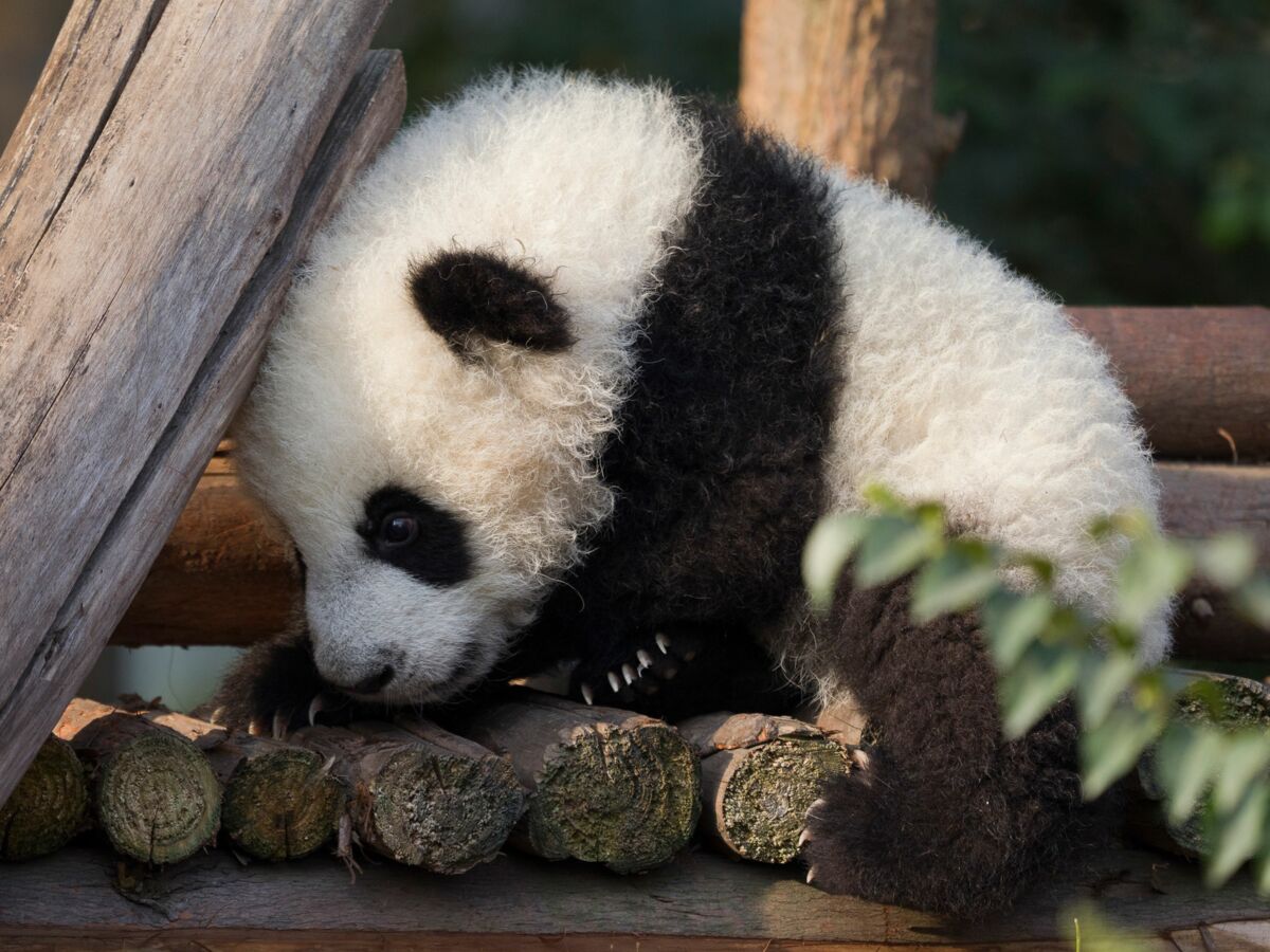 Video Un Employe De Zoo Se Deguise En Panda Pour S Occuper Des Bebes Femme Actuelle Le Mag