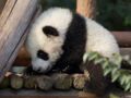 VIDEO - Un employé de zoo se déguise en panda pour s'occuper des bébés