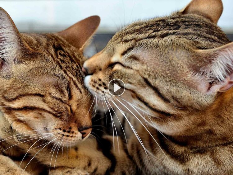 Maman Chat Qui Cherche Ses Chatons VIDEO – Une maman chat s’occupe de ses petits chatons du Bengal : Femme