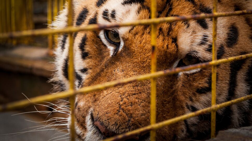 La Ville de Paris veut interdire les animaux sauvages dans les cirques