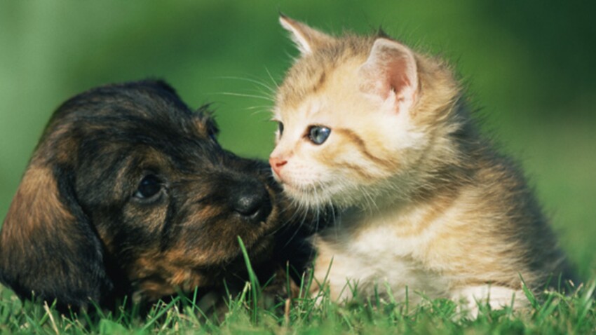 Ce Qu Il Faut Faire Si Votre Animal Est Infeste Comment Traiter Son Animal Contre Les Puces Et Les Tiques Femme Actuelle Le Mag