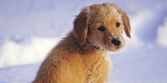 5 conseils pour partir aux sports d'hiver avec son chien