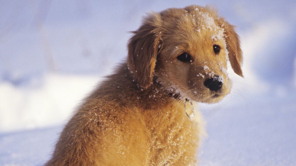 5 conseils pour partir aux sports d'hiver avec son chien
