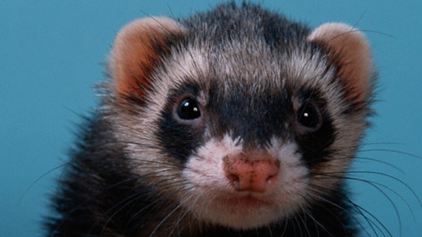 Le Furet En 6 Questions Qui Est Il Femme Actuelle Le Mag