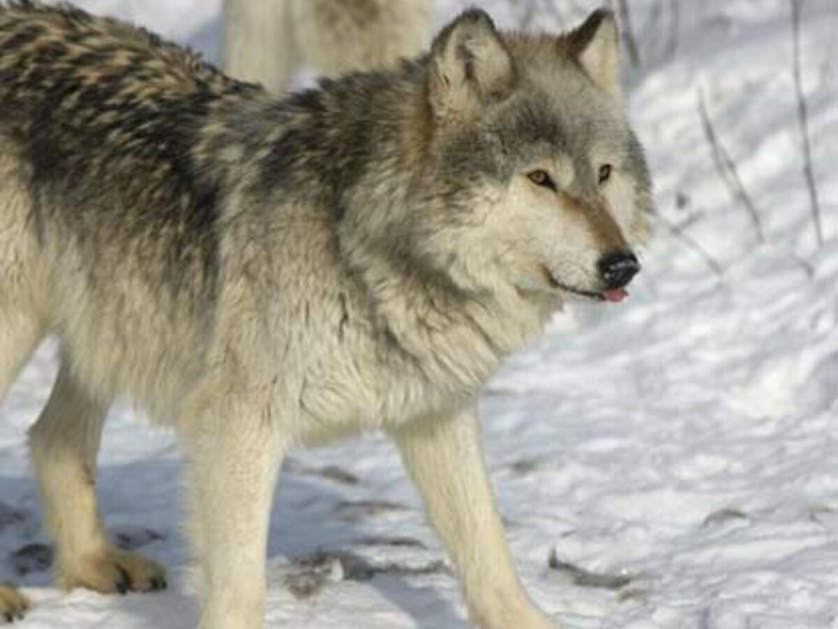 Le loup, un animal mystérieux : Femme Actuelle Le MAG
