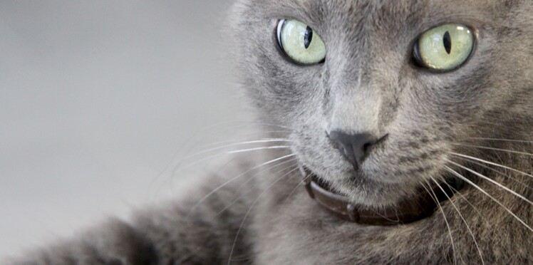 fille site de rencontre qui aime les chats Top dix sites de rencontres gratuits 2014