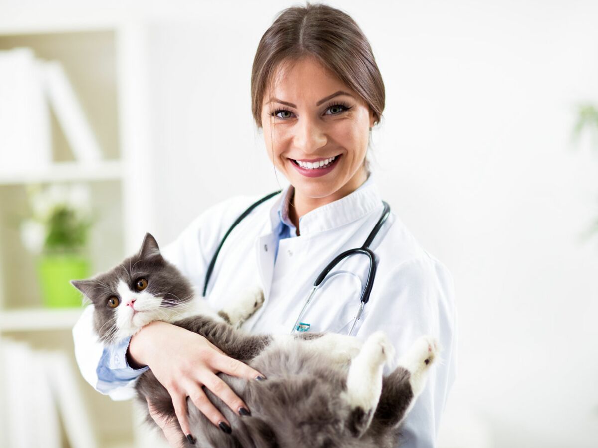 Morsure de chat, cas clinique médecine - Prévention Médicale
