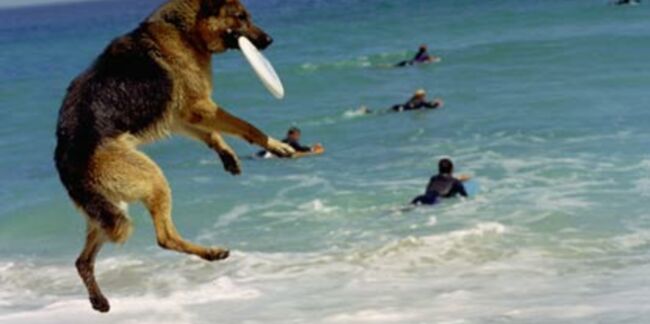 Votre chien à la plage !