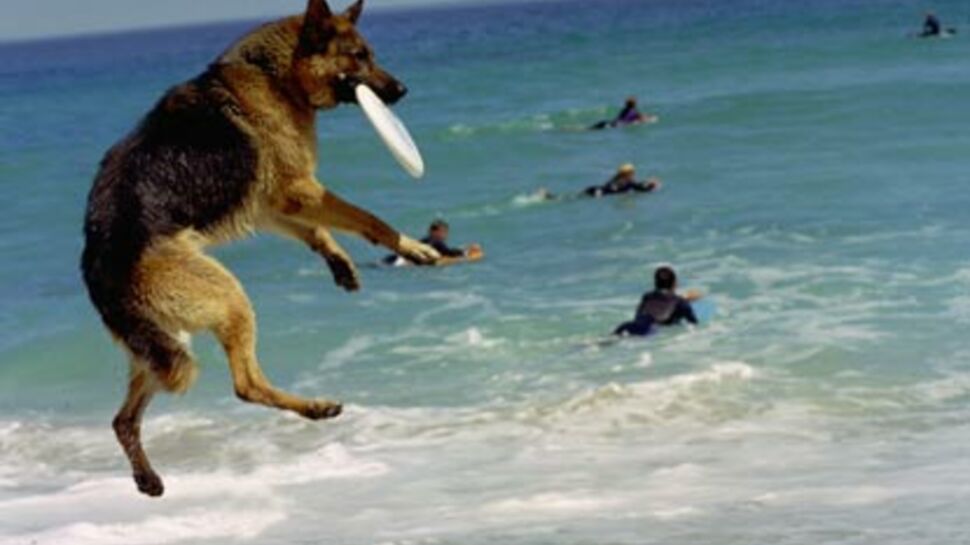 Votre chien à la plage !