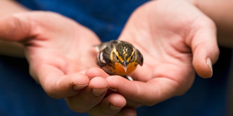 Que Faire Si Vous Trouvez Un Oiseau Blessé Femme Actuelle