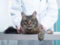 Santé du chat : comment bien choisir son vétérinaire