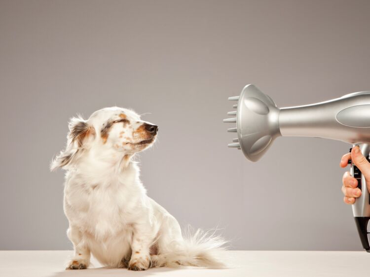 apprendre à toiletter son chien