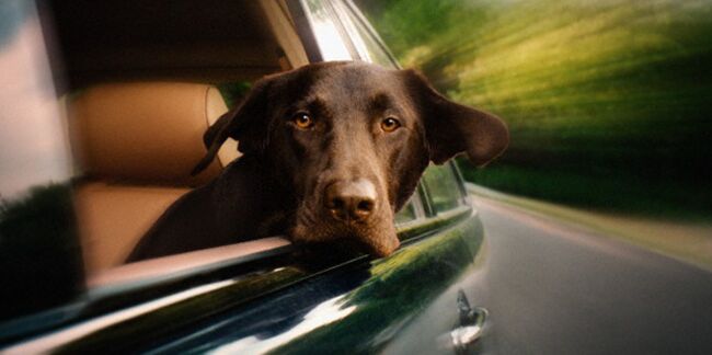 10 conseils pour un animal zen en voiture