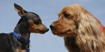 Les Races De Chiens De A à Z Femme Actuelle Le Mag