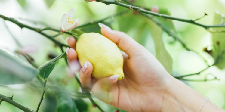 Comment Avoir Des Ongles Canons Avec Du Citron Femme